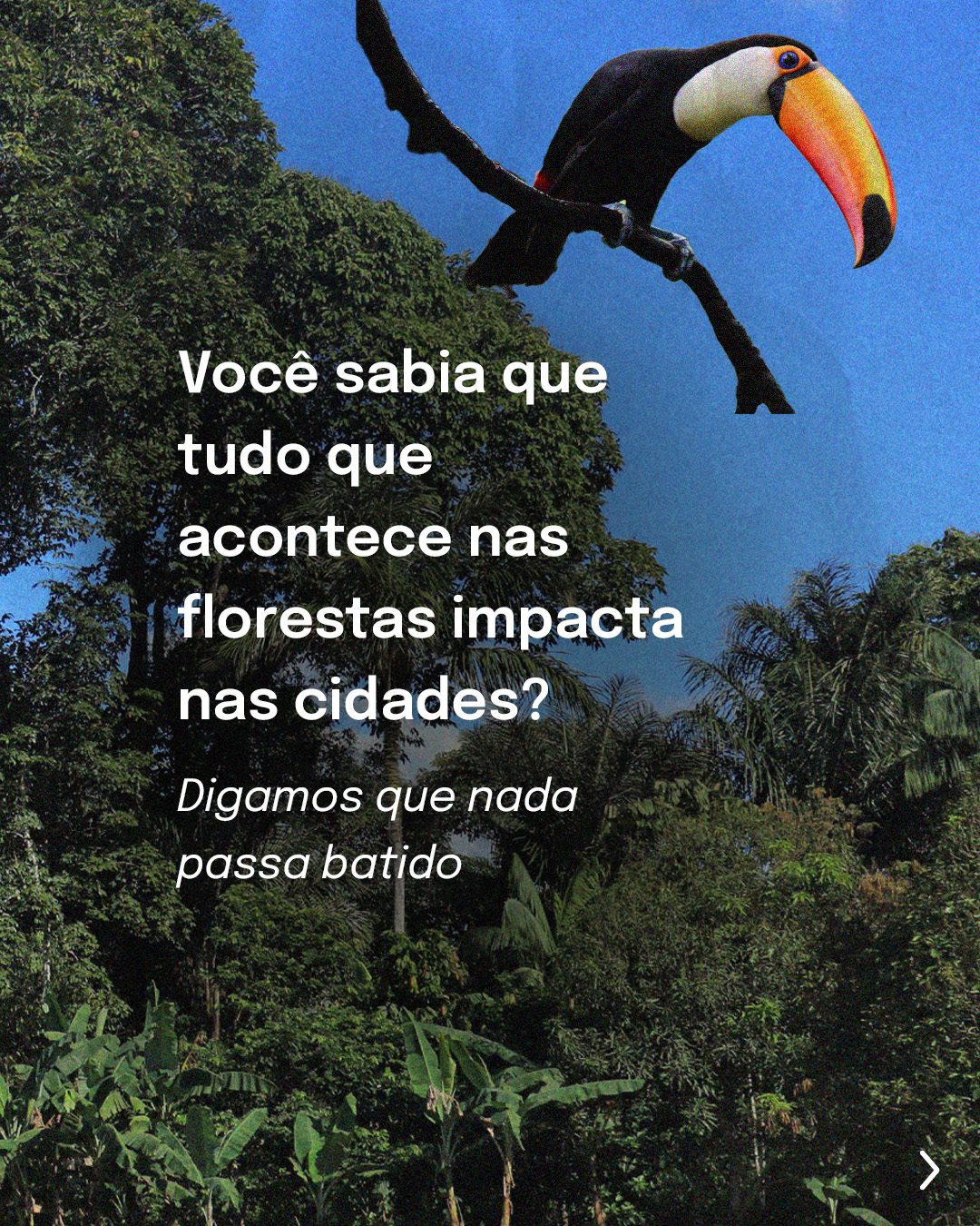 Cidade vs Floresta 2_