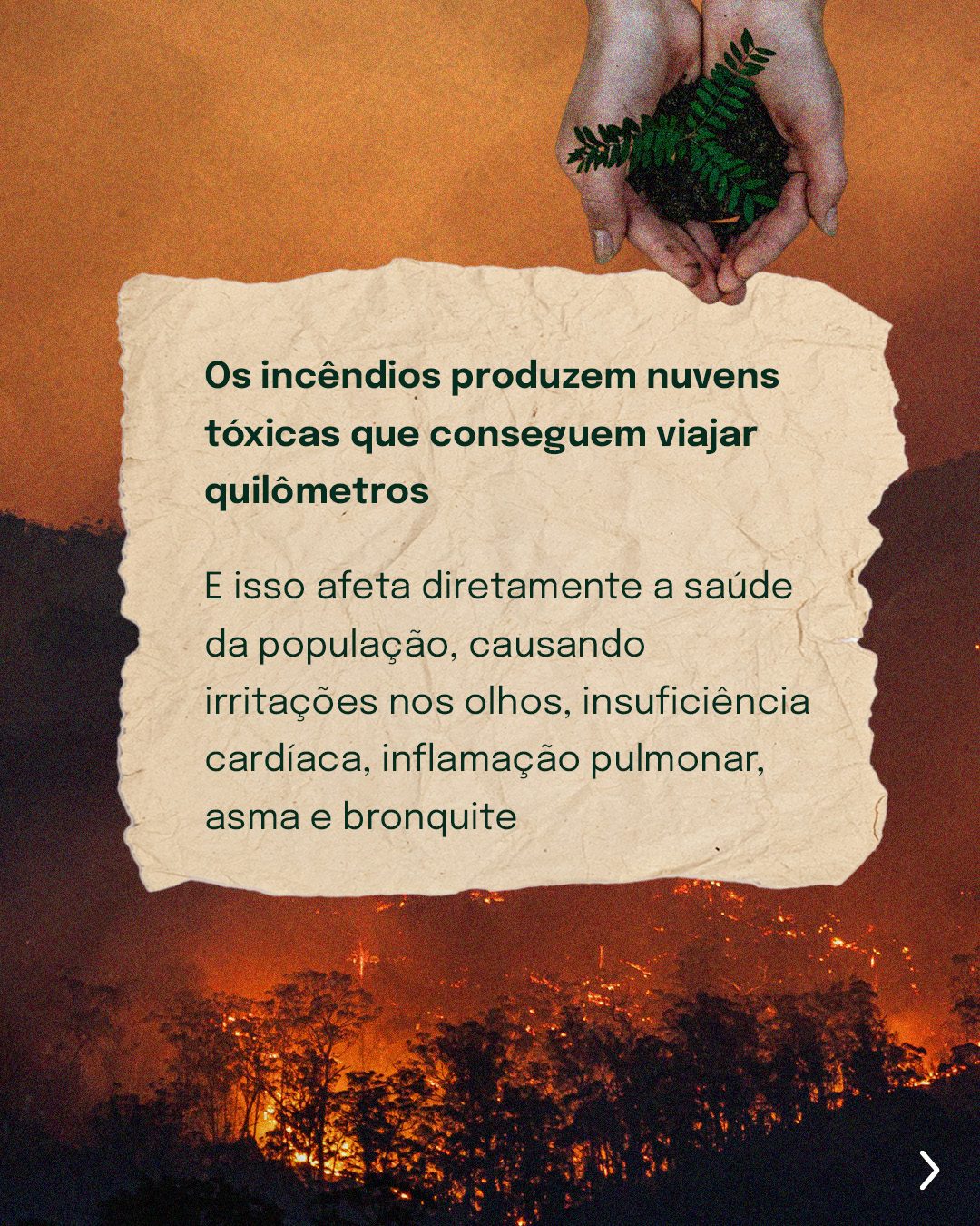 Cidade vs Floresta 3