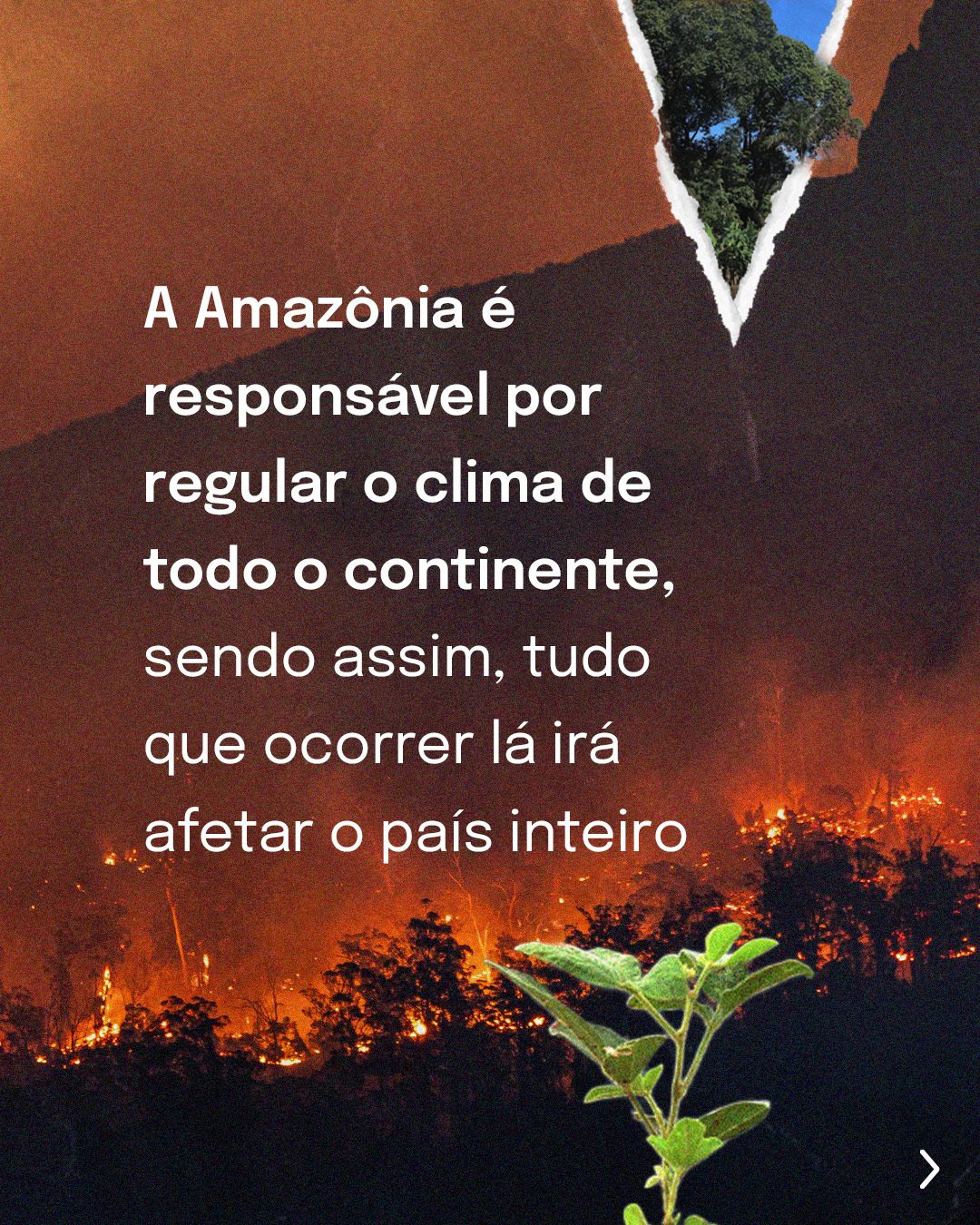 Cidade vs Floresta 4